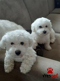 Ράτσα: Κανίς Λευκό - Canishe White | Ηλικία: 2,5 μηνών | Φύλο: Αρσενικό | Αρ. Microchip: 985113009560055 | Ιδιώτης | Εκπαιδευμένο | Pedigree | Περιοχή: Αθήνα, Αττική